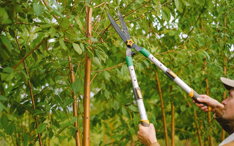 Tree trimming in Mohawk, WV